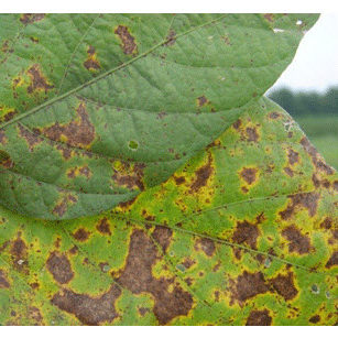 diseased leaves