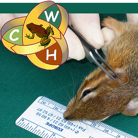 Assessing health of squirrel