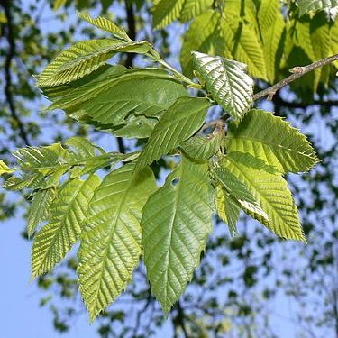 Chinese Chestnut Leaves