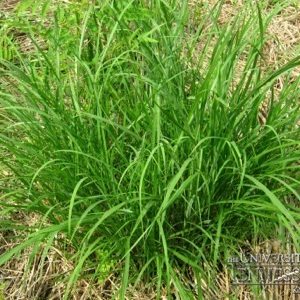 Cogongrass