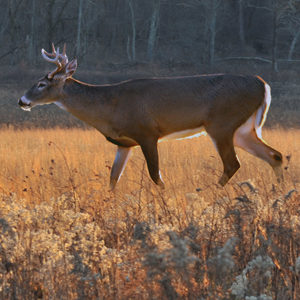 Deer in field