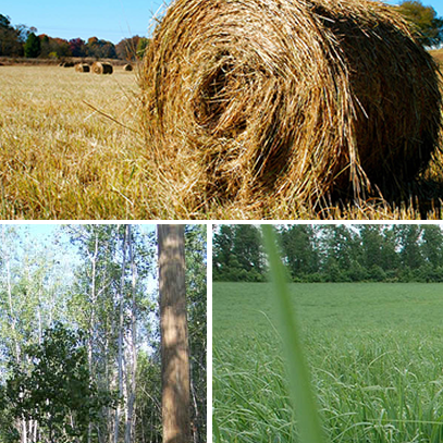 Bioenergy crops montage view