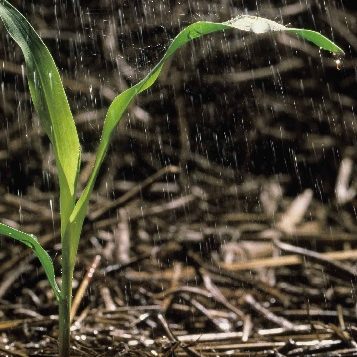 Corn Seedling