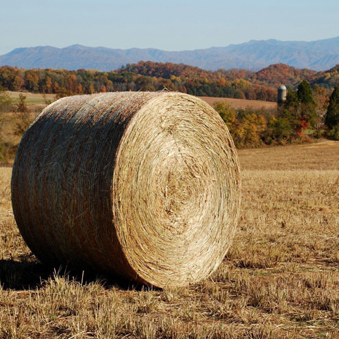 Switchgrass bale on AgResearch and Education Center at Greeneville